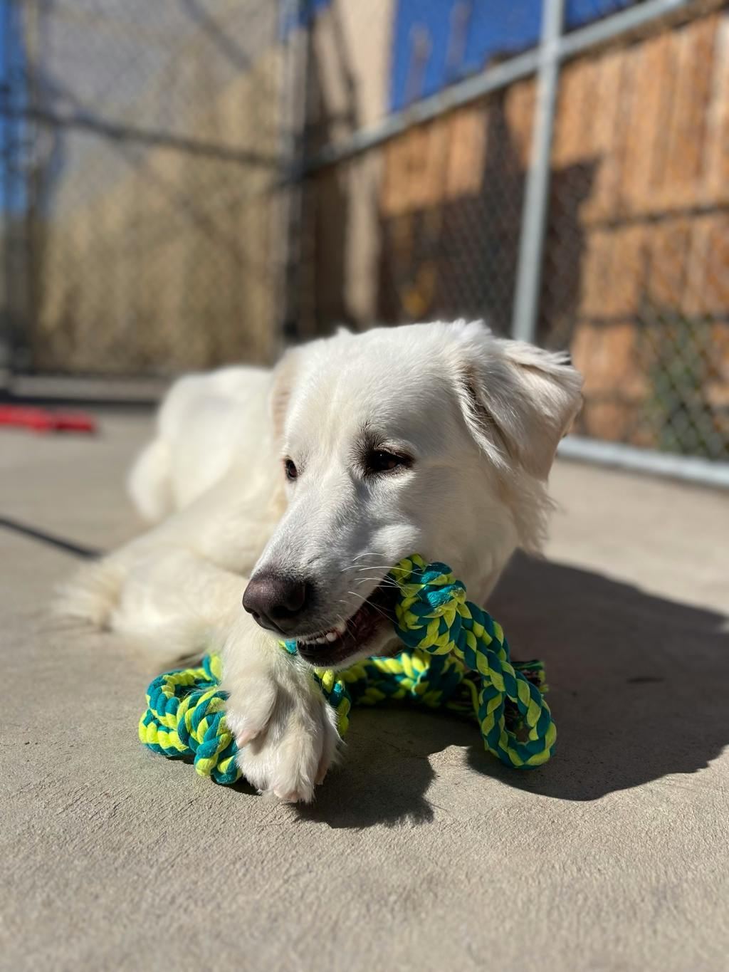 Swan, a 2 years old White Female Great Pyrenees Dog