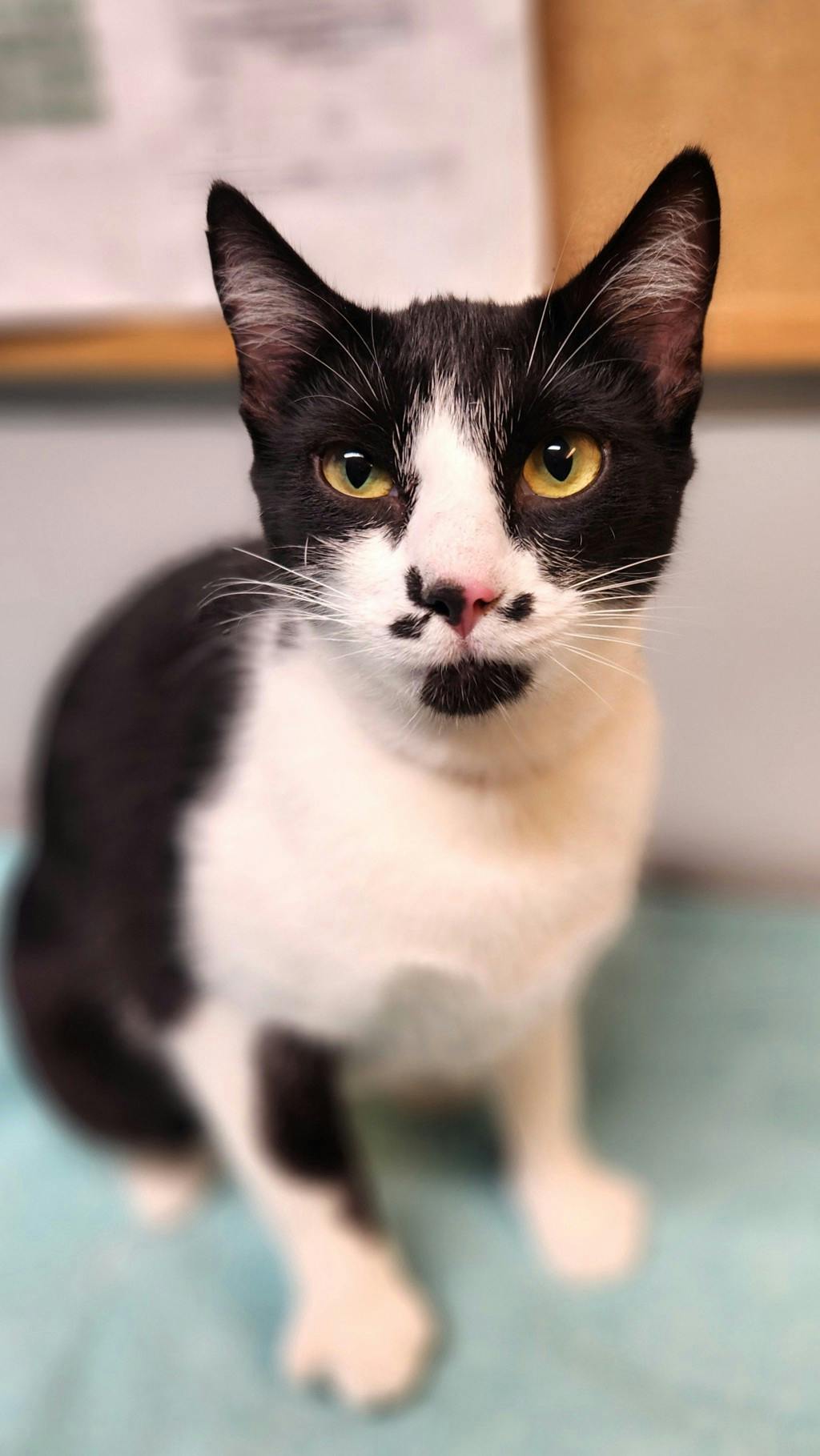 Madame Moo, a 2 years old Black Female Domestic Short Hair Cat