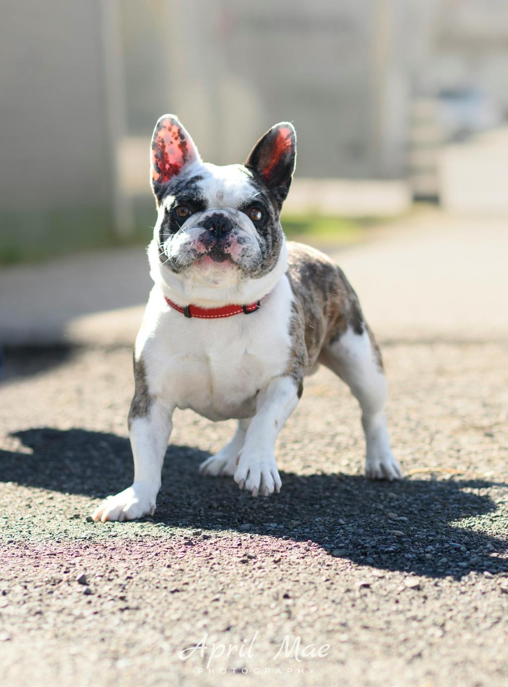 Ghost, a 4 years and 8 months old Blue Merle Male French Bulldog Dog
