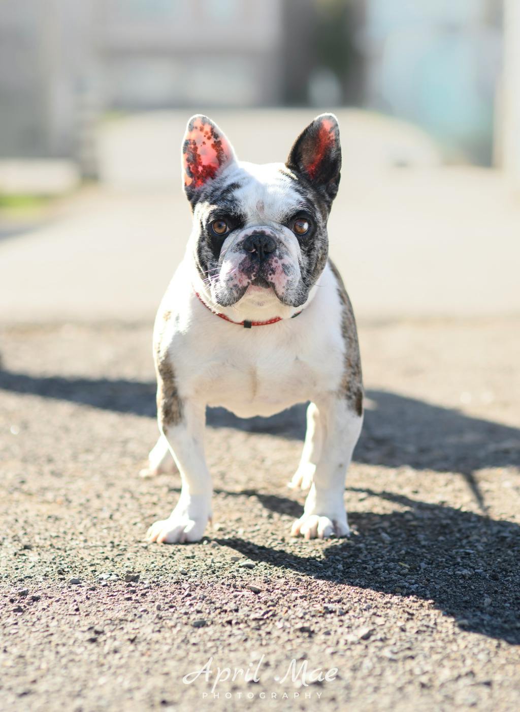 Ghost, a 4 years and 8 months old Blue Merle Male French Bulldog Dog