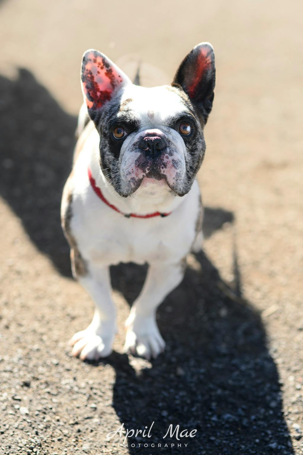 Ghost, a 4 years and 8 months old Blue Merle Male French Bulldog Dog