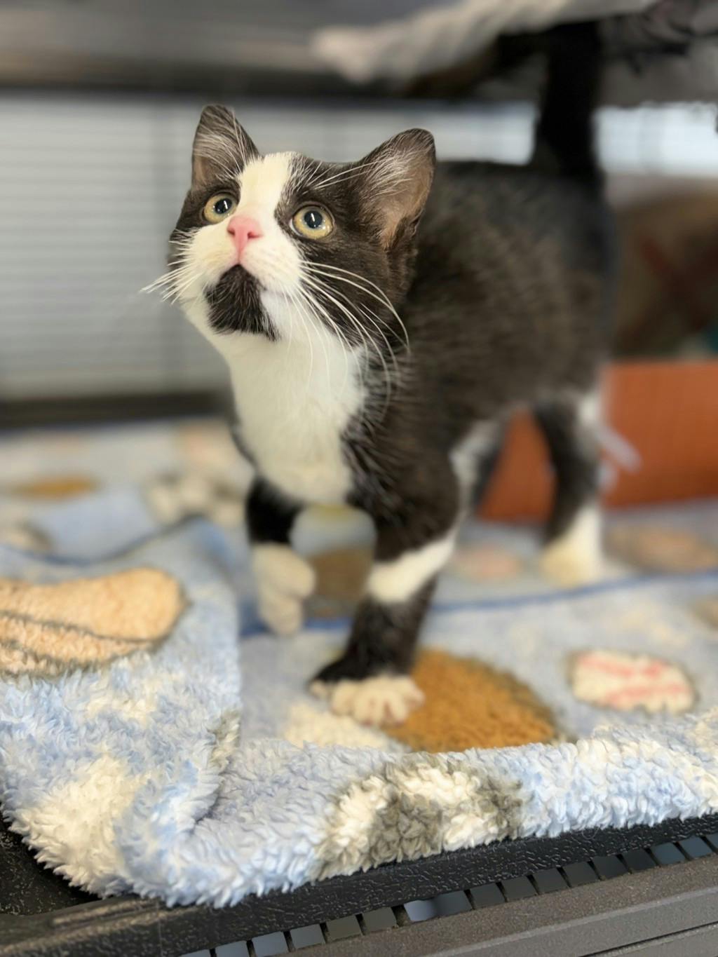 Edward, a 9 weeks old Black Male Domestic Short Hair Kitten