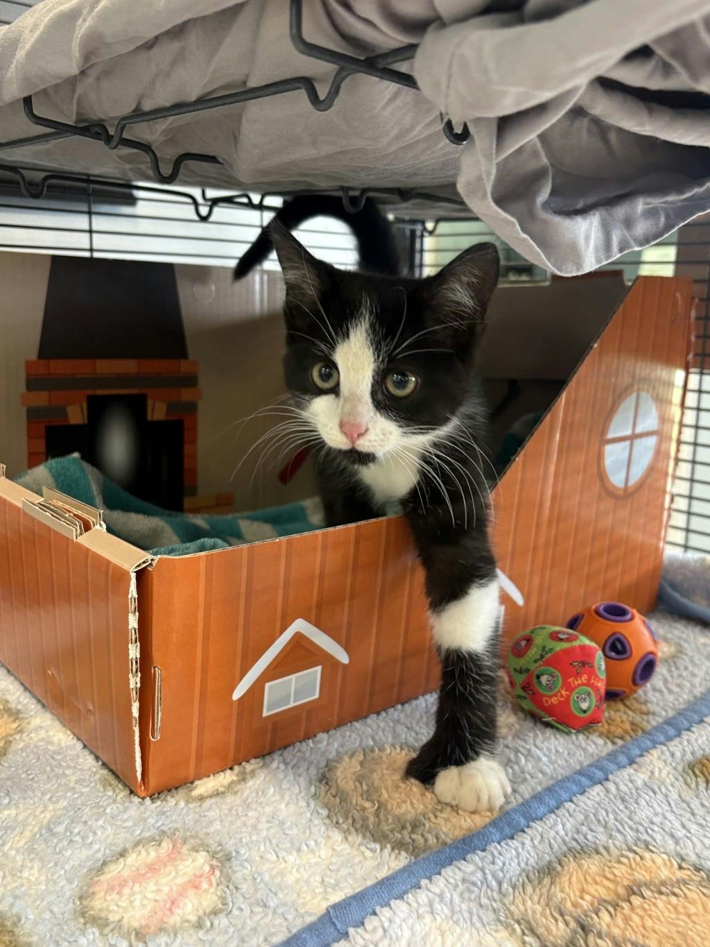 Edward, a 9 weeks old Black Male Domestic Short Hair Kitten