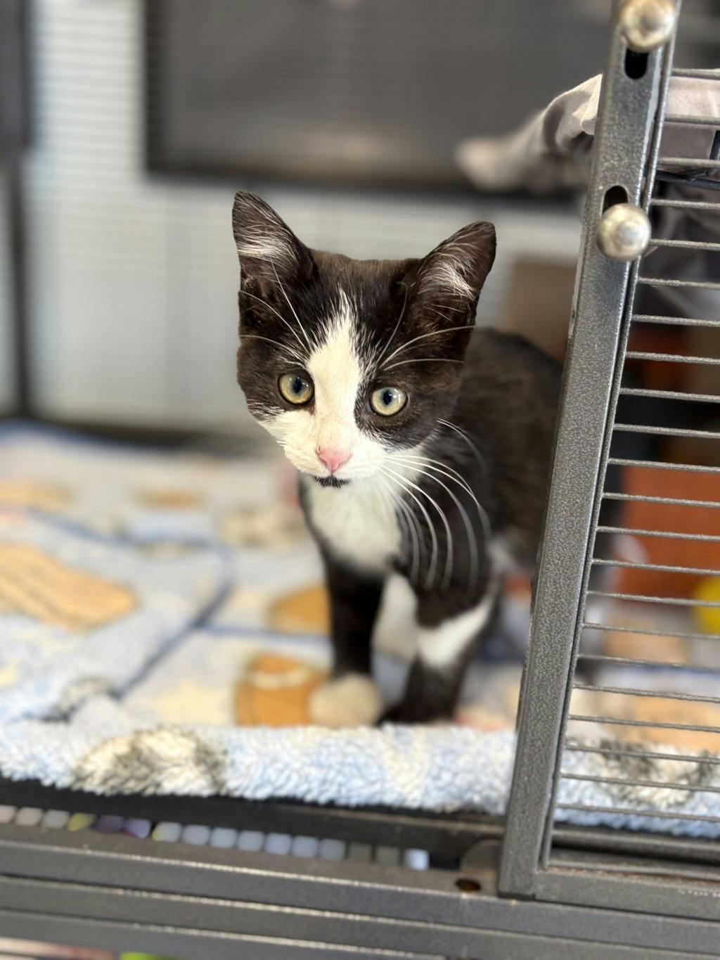 Edward, a 9 weeks old Black Male Domestic Short Hair Kitten