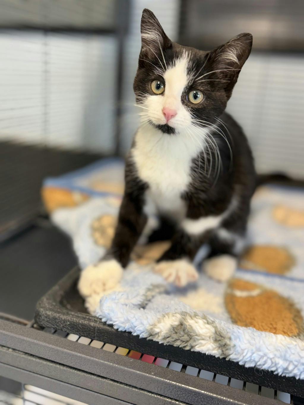 Edward, a 9 weeks old Black Male Domestic Short Hair Kitten