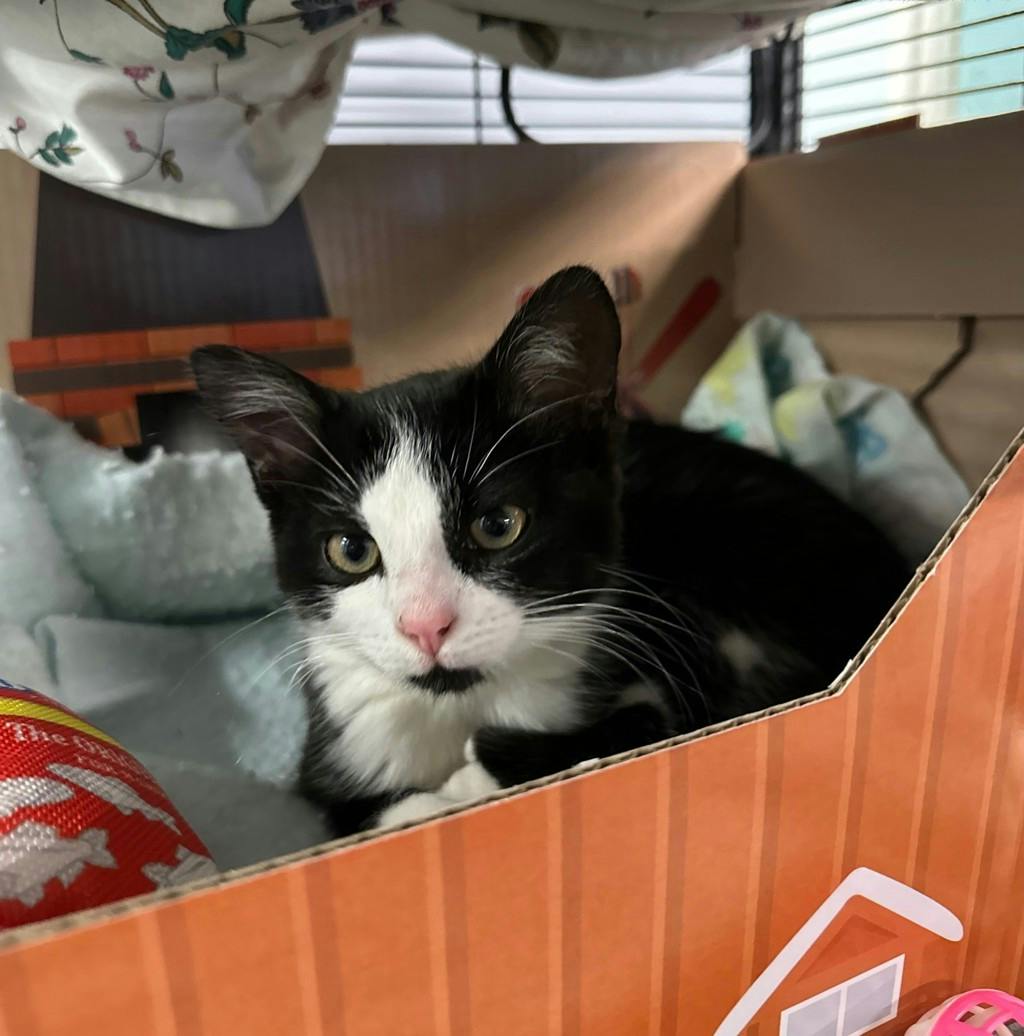 Edward, a 9 weeks old Black Male Domestic Short Hair Kitten