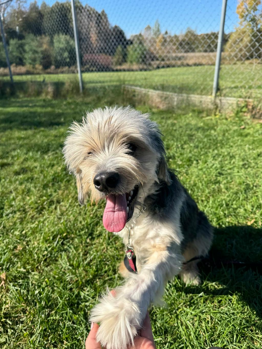 John Cena, a 10 months old Tan Male Labradoodle Dog