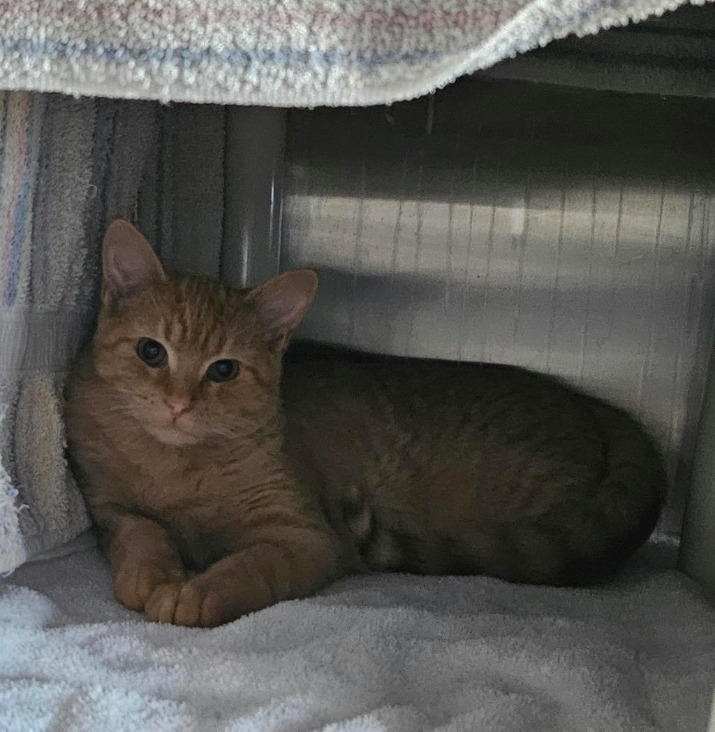 Diablo, a 6 months old Orange Unknown Domestic Short Hair Cat