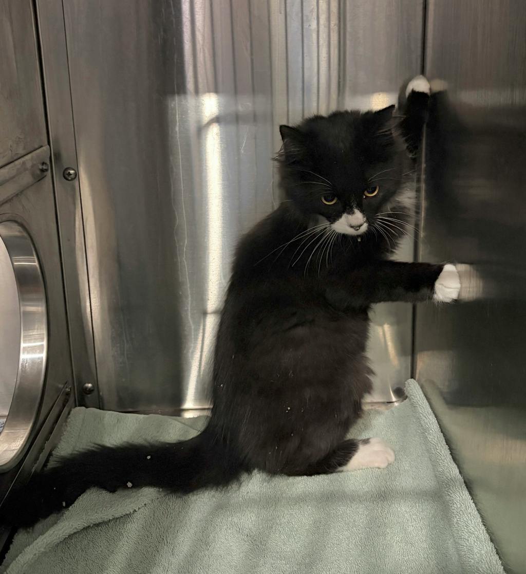 Halo, a 4 months old Black Male Domestic Medium Hair Kitten