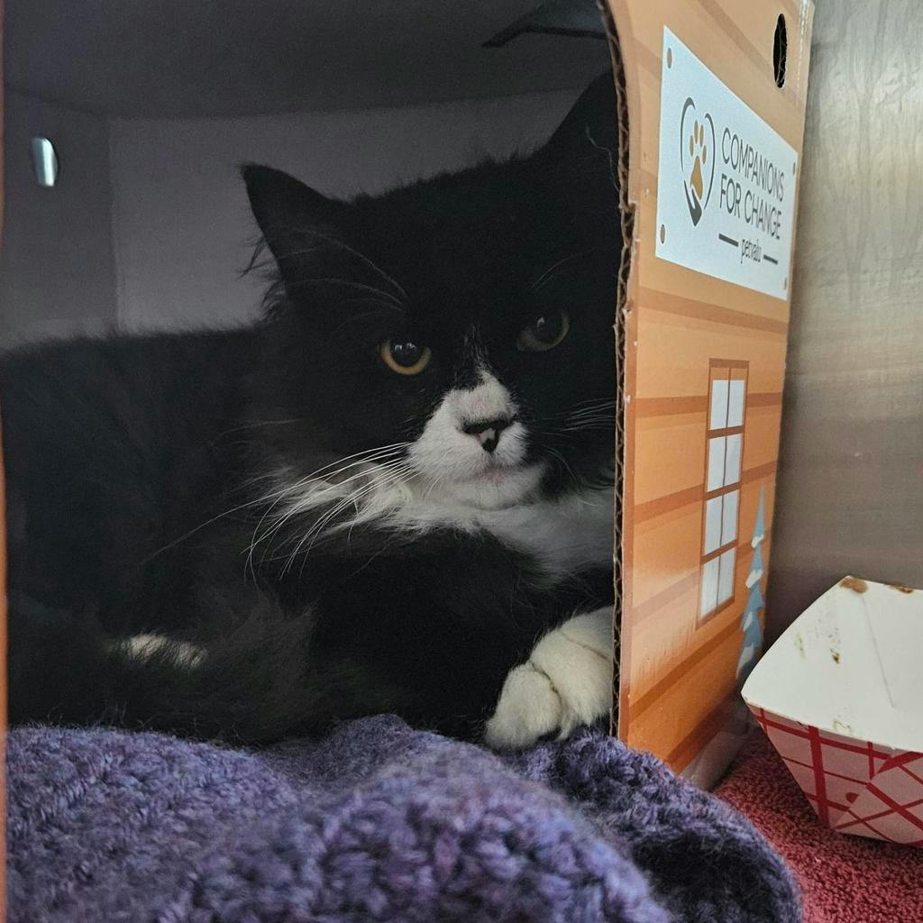 Halo, a 4 months old Black Male Domestic Medium Hair Kitten
