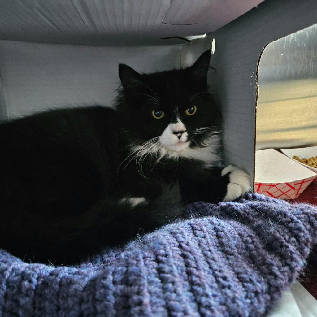 Halo, a 4 months old Black Male Domestic Medium Hair Kitten
