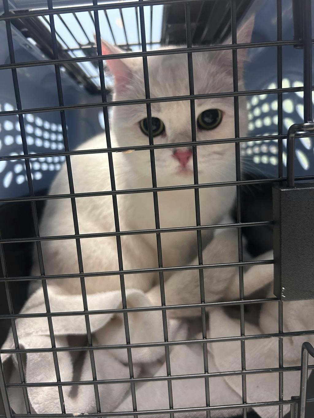 Seagull, a 3 years old White Male British Shorthair Cat