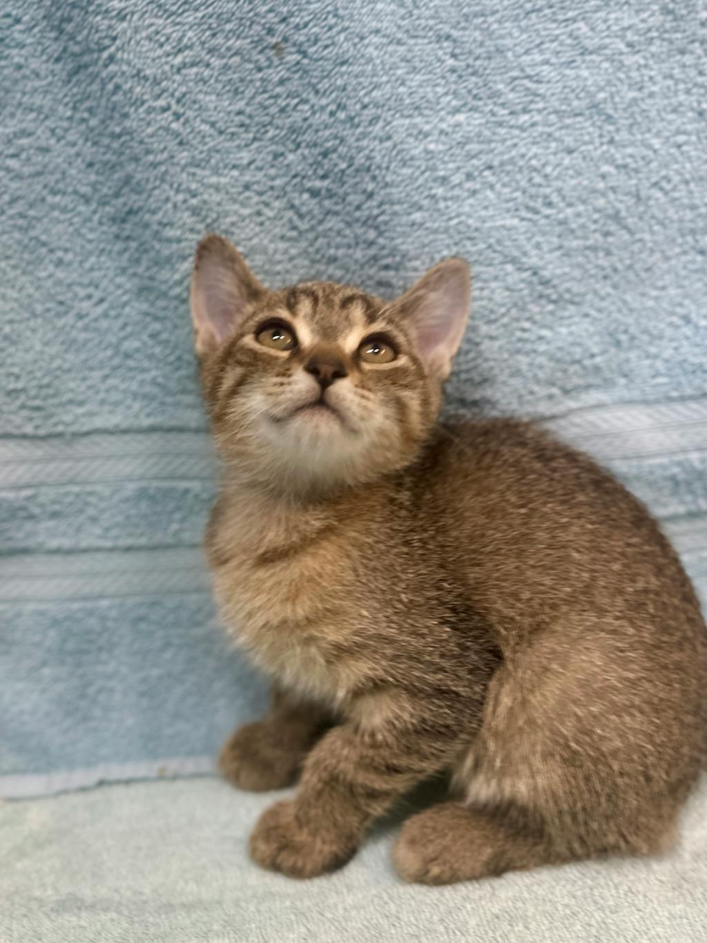 Klaus, a 8 weeks old Brown Tabby Male Domestic Short Hair Kitten
