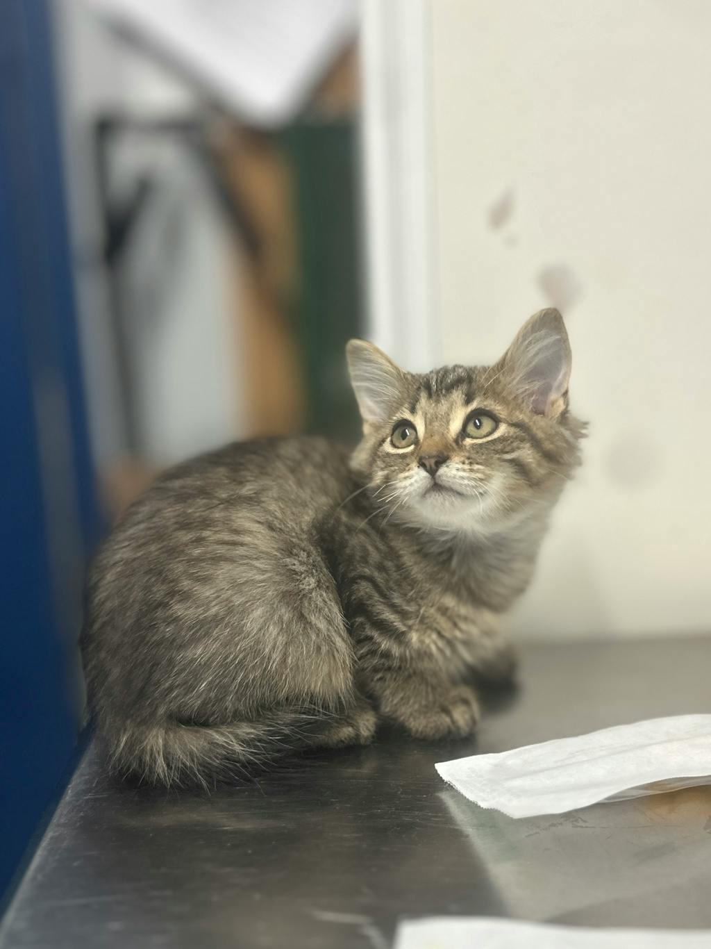 Kai, a 9 weeks old Brown Tabby Male Domestic Short Hair Kitten