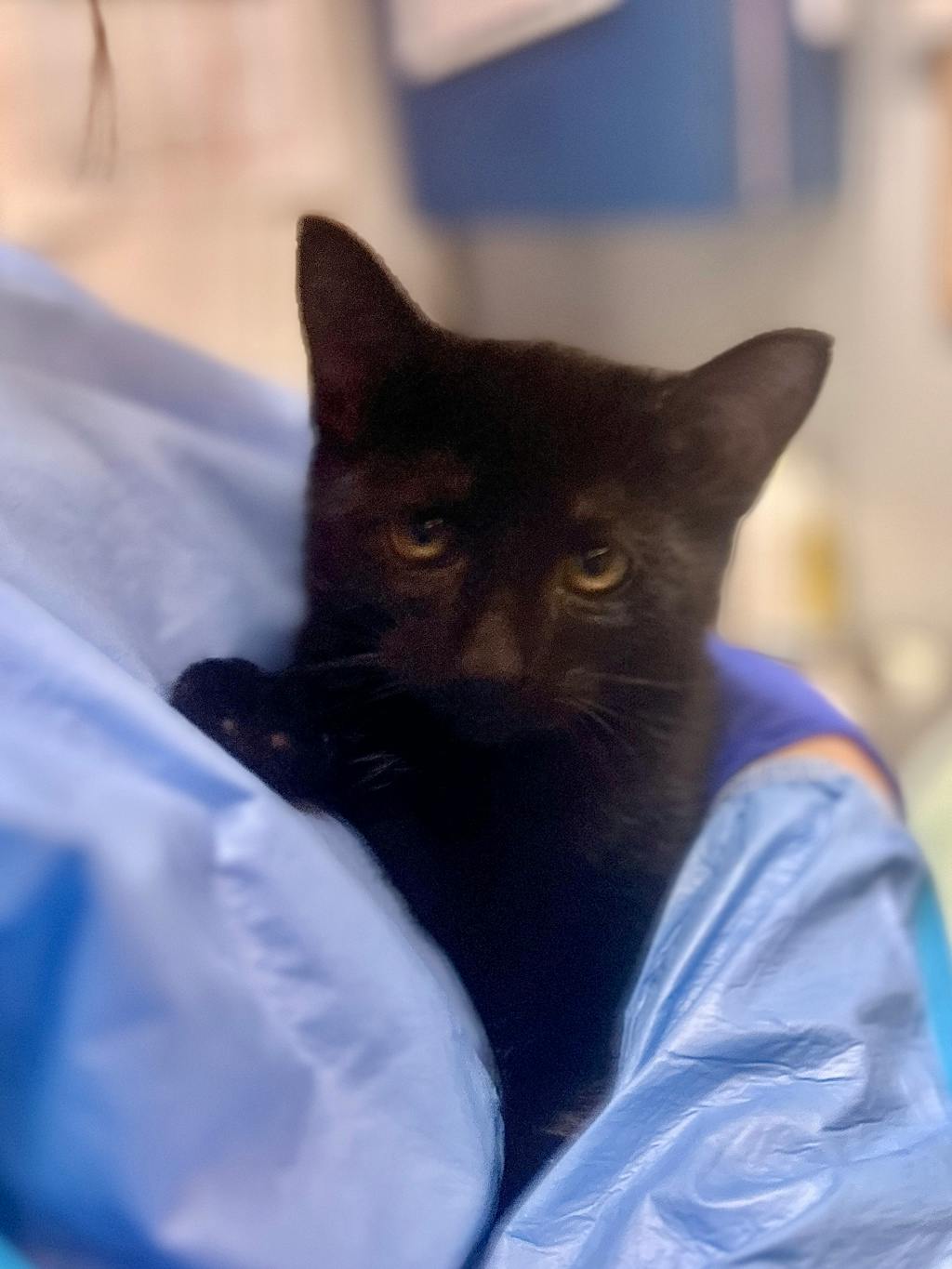 Silas, a 3 months old Black Male Domestic Short Hair Kitten