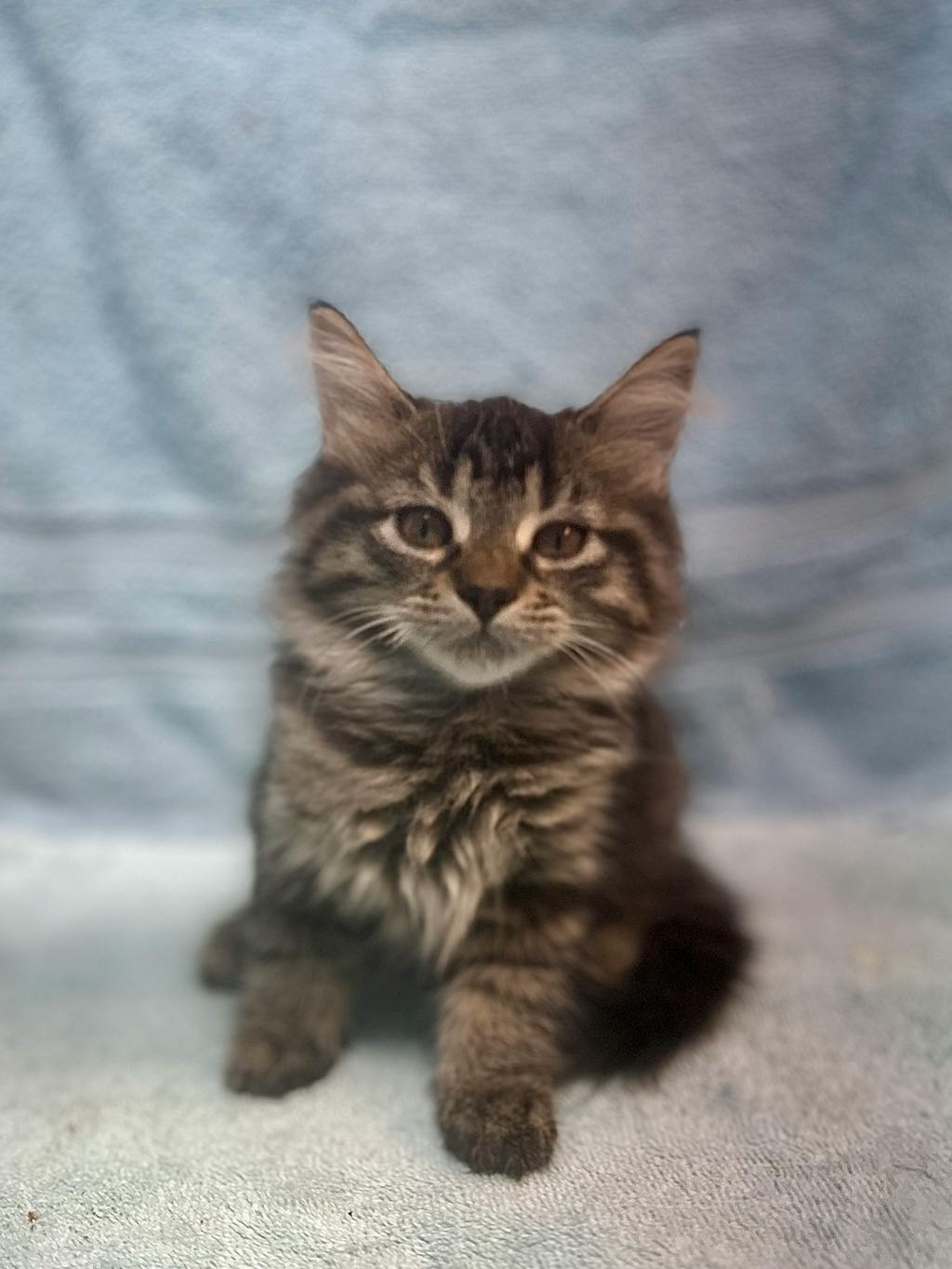 Vicki, a 8 weeks old Grey Tabby Female Domestic Longhair Kitten