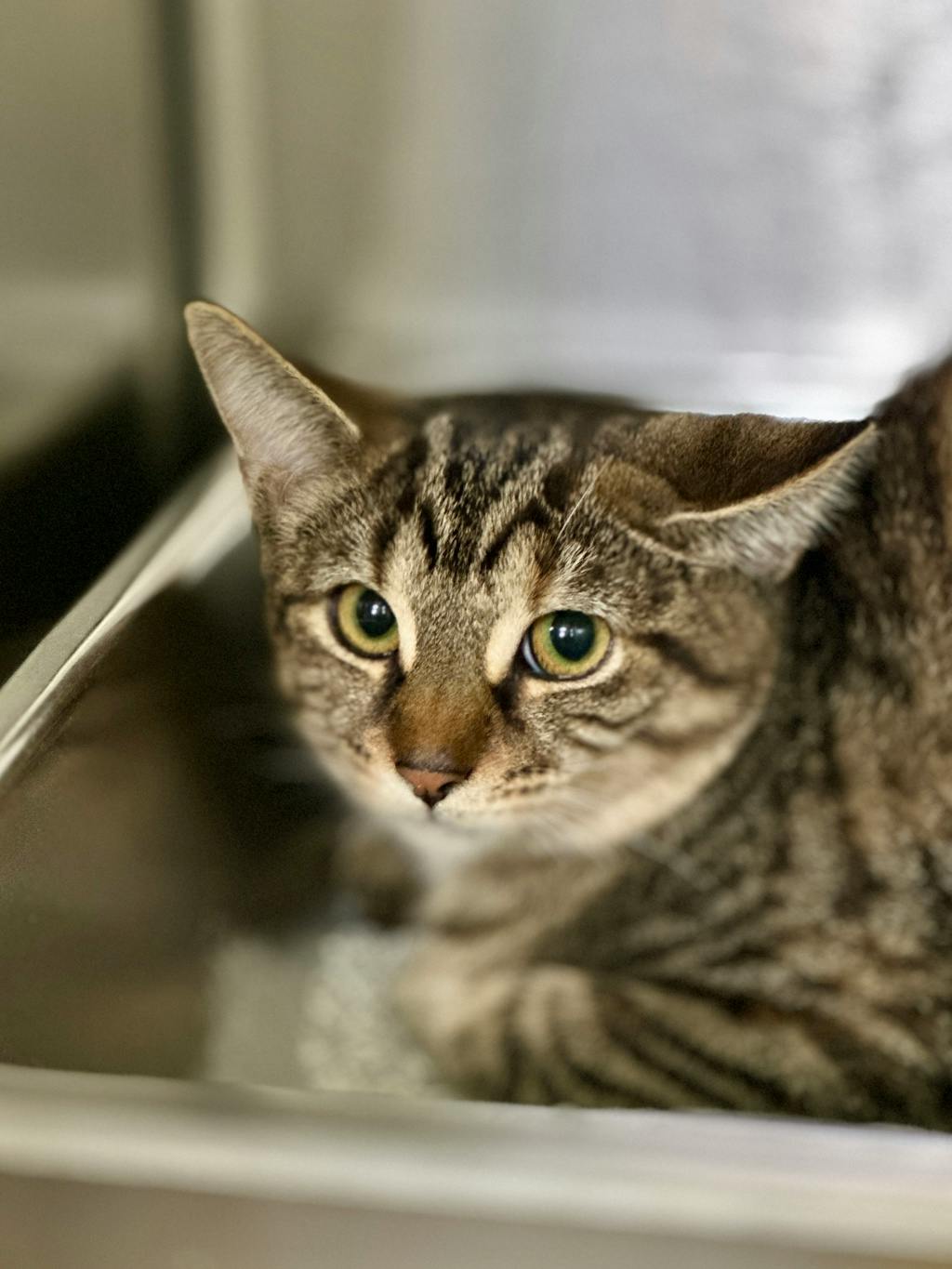 Elena, a 4 months old Grey Tabby Female Domestic Short Hair Kitten