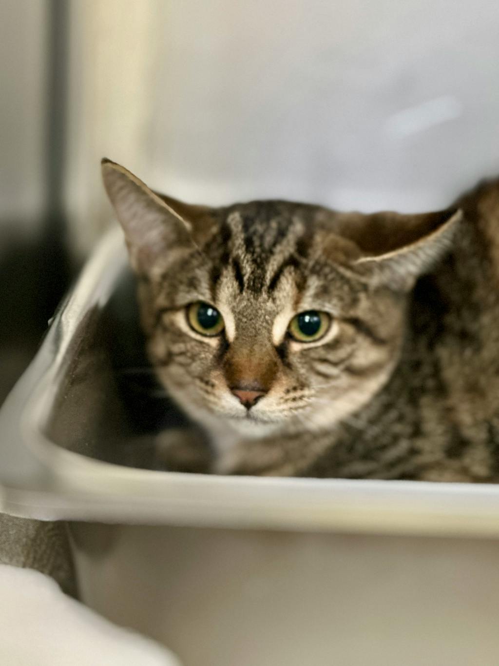 Elena, a 4 months old Grey Tabby Female Domestic Short Hair Kitten