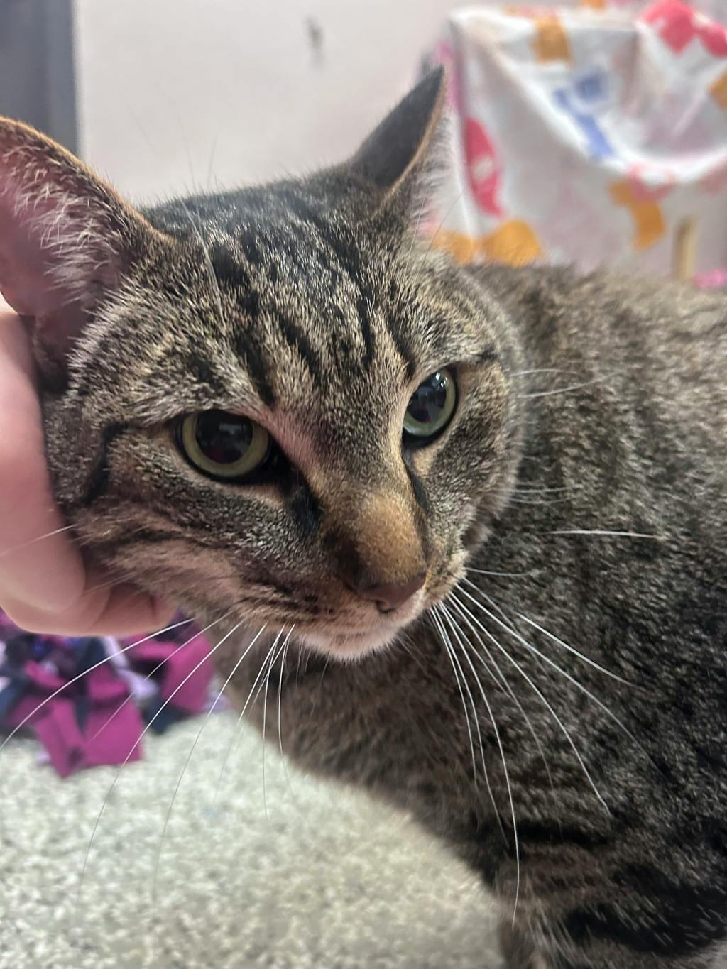 Sumo, a 8 years old Brown Tabby Male Domestic Short Hair Cat