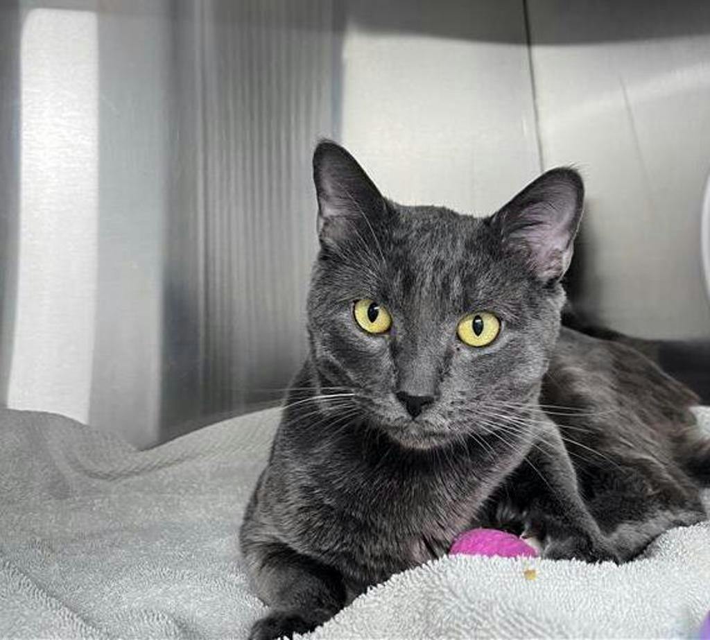 Smokey, a 1 year and 3 months old Grey Male Domestic Short Hair Cat