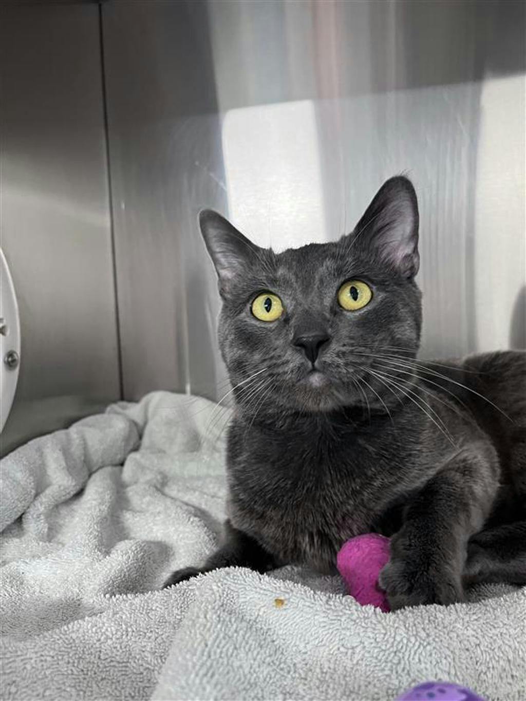 Smokey, a 1 year and 3 months old Grey Male Domestic Short Hair Cat