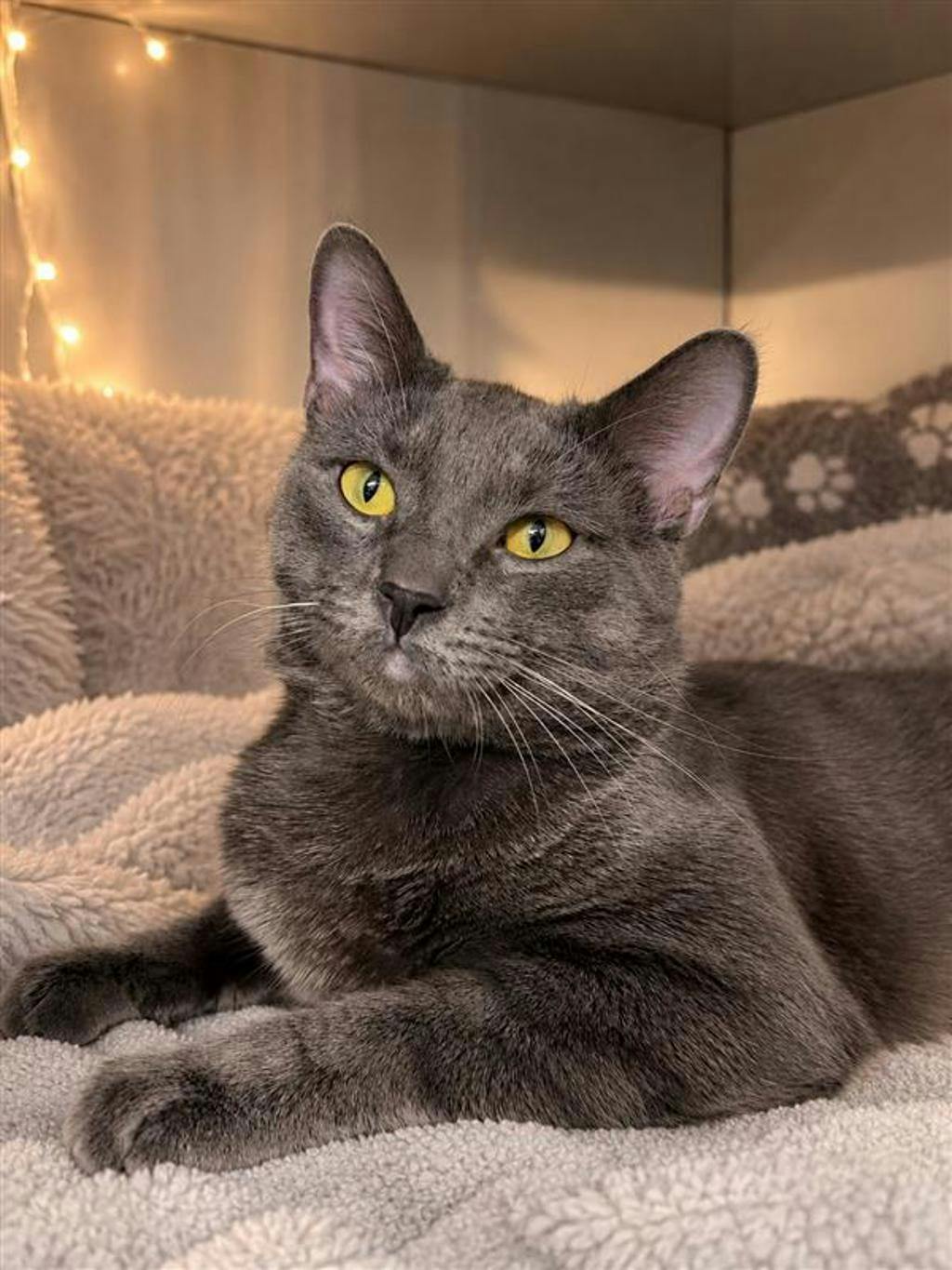 Smokey, a 1 year and 3 months old Grey Male Domestic Short Hair Cat