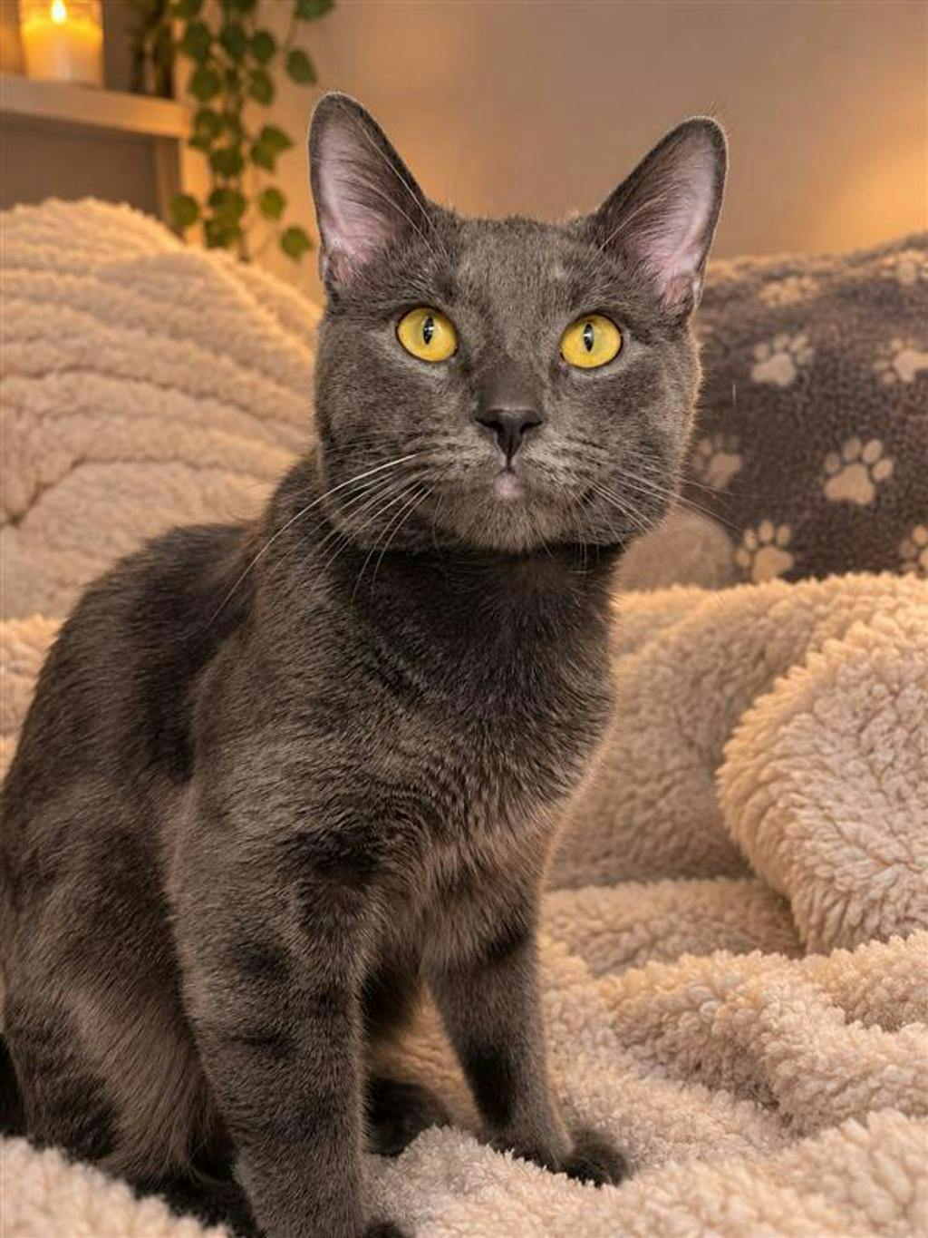Smokey, a 1 year and 3 months old Grey Male Domestic Short Hair Cat