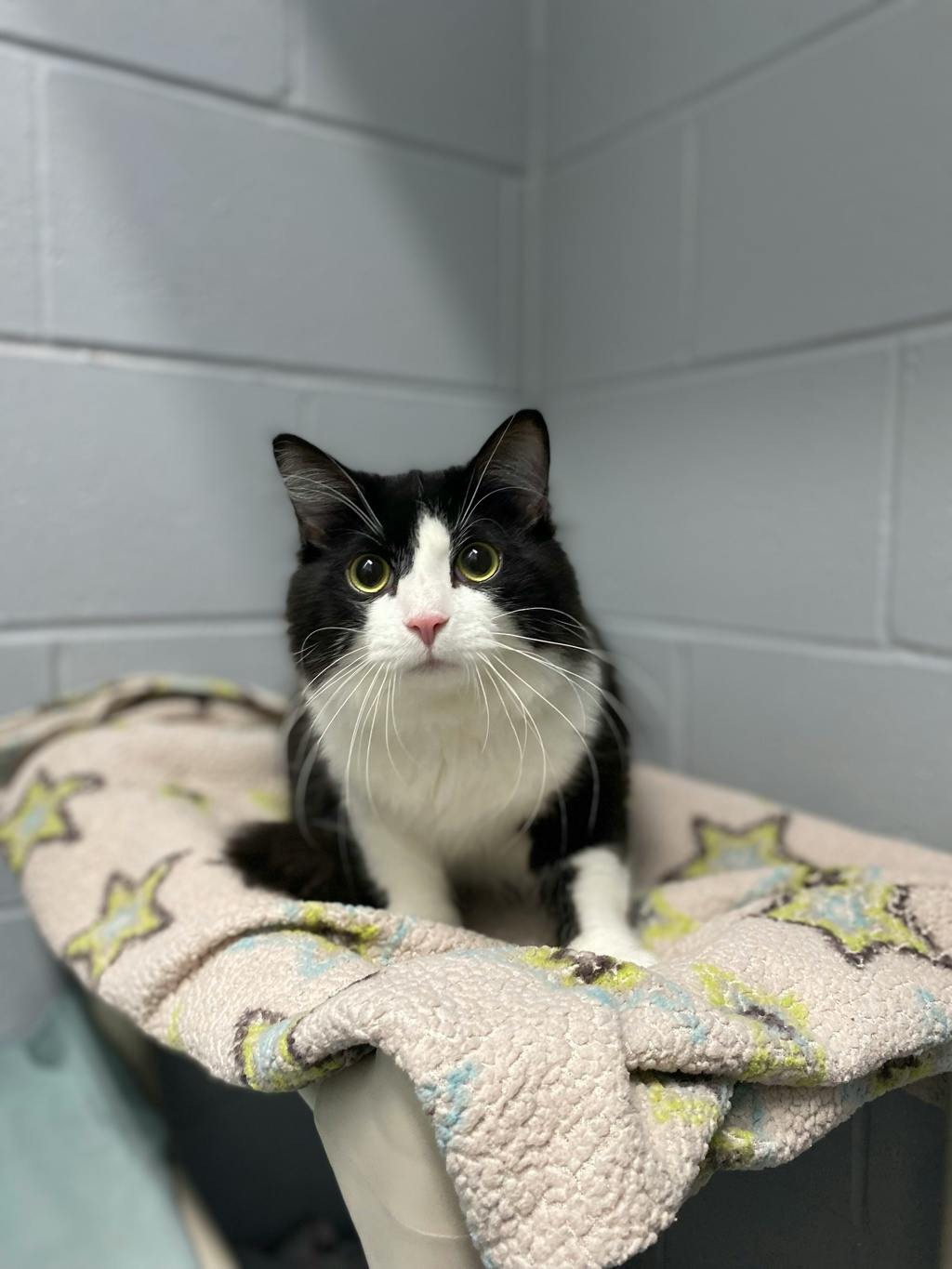 Andy, a 1 year old Black Male Domestic Medium Hair Cat