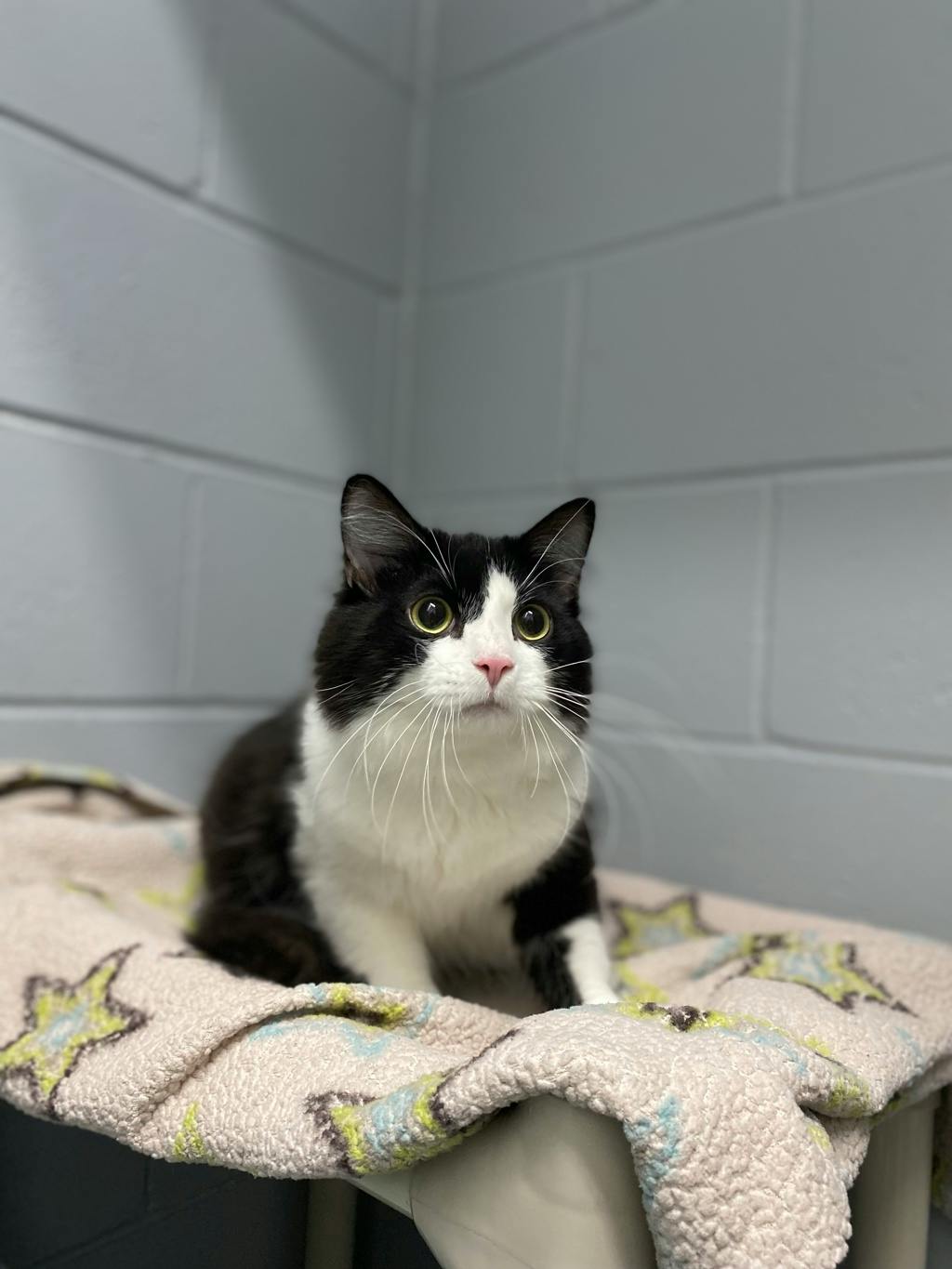 Andy, a 1 year old Black Male Domestic Medium Hair Cat