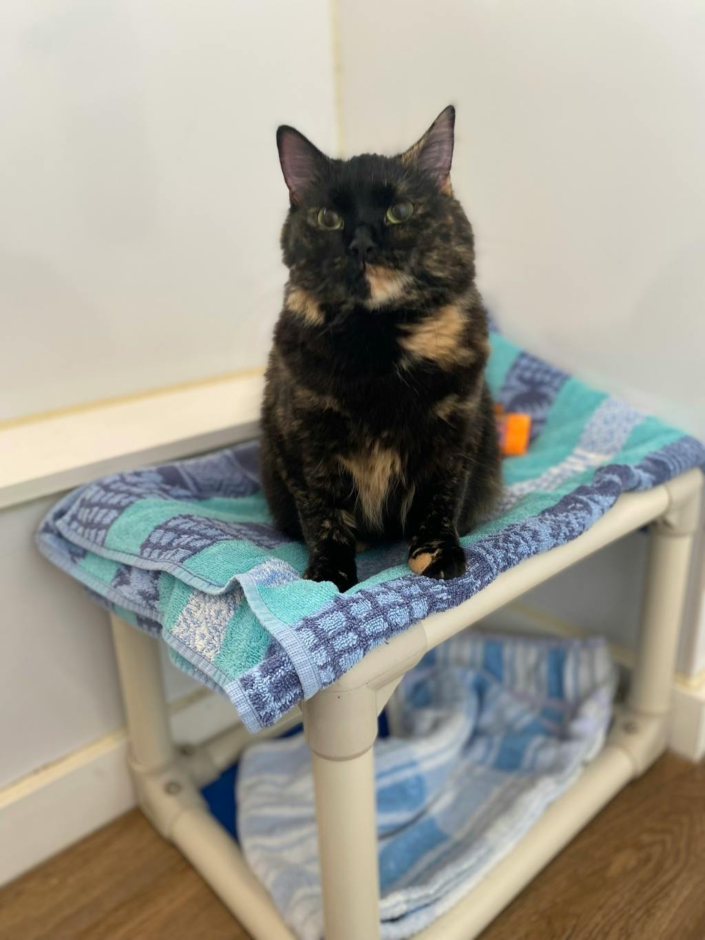 Bonnie, a 1 year old Tortoiseshell Female Domestic Medium Hair Cat