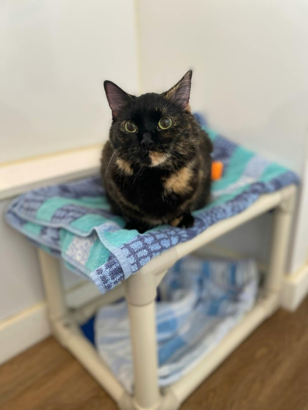Bonnie, a 1 year old Tortoiseshell Female Domestic Medium Hair Cat