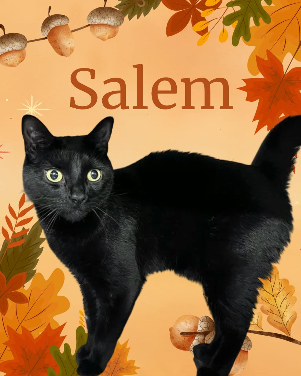 Salem, a 2 years old Black Male Domestic Short Hair Cat