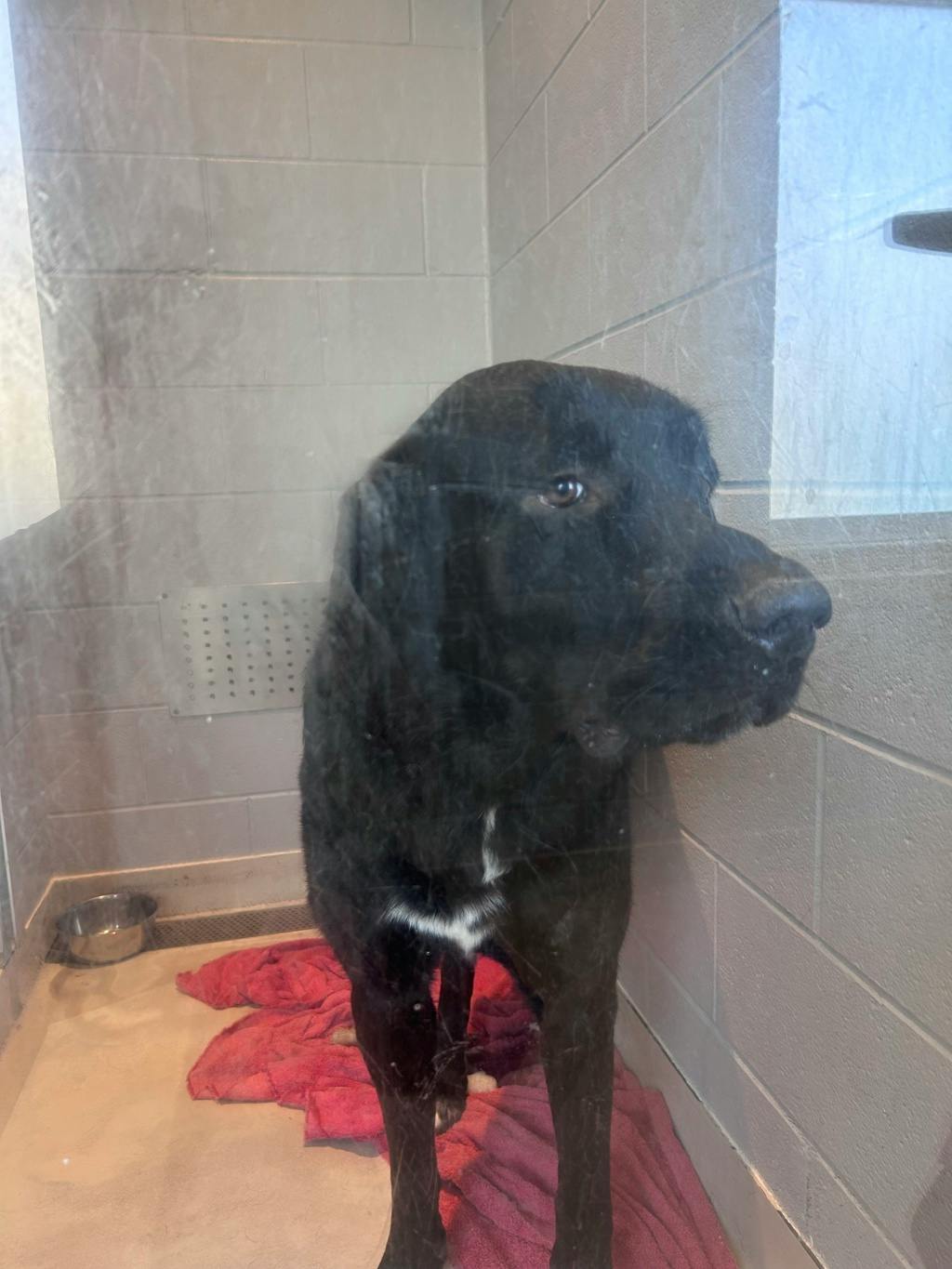 Draco, a 2 years old Black Male Great Pyrenees Dog