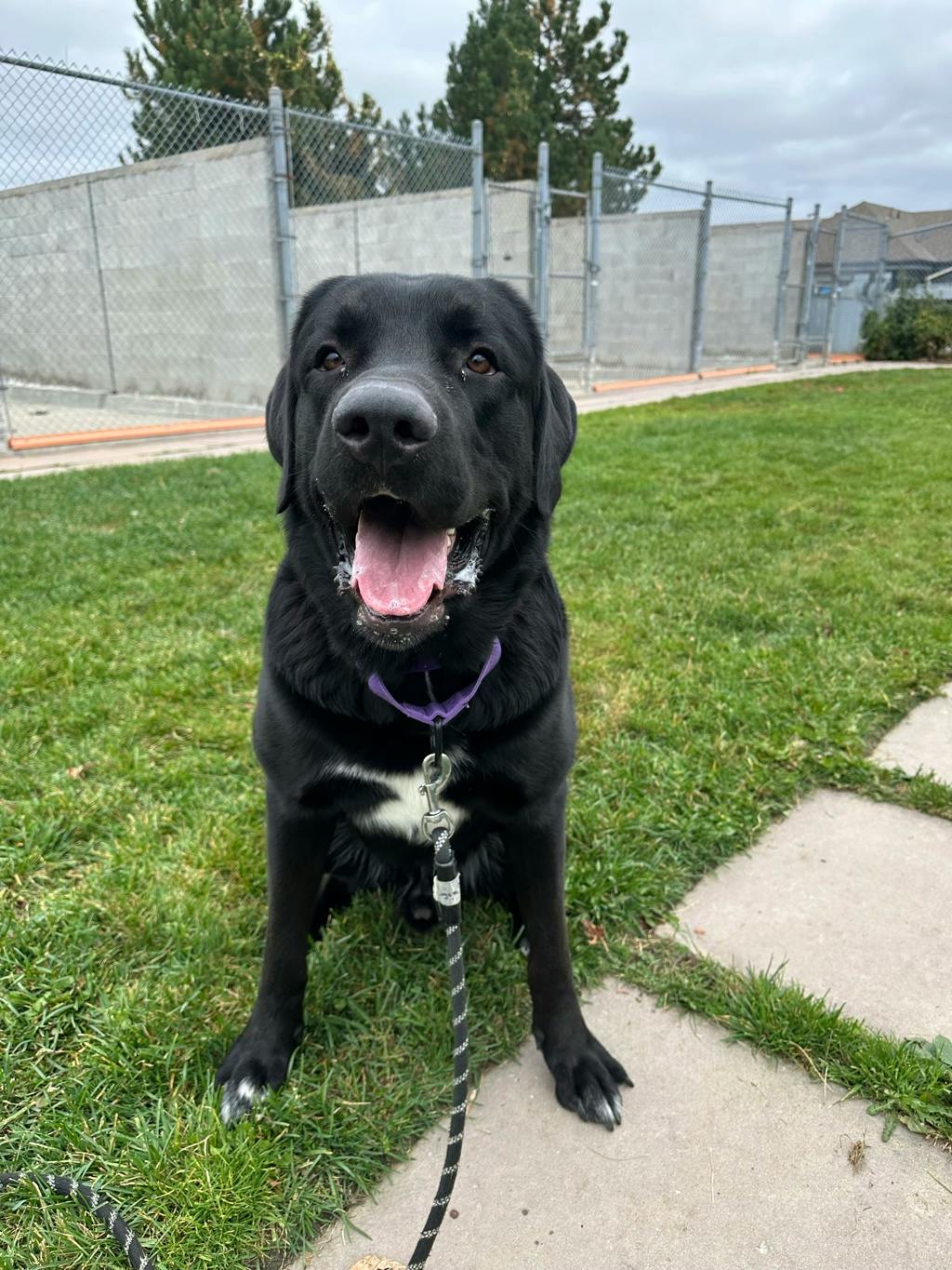 Draco, a 2 years old Black Male Great Pyrenees Dog