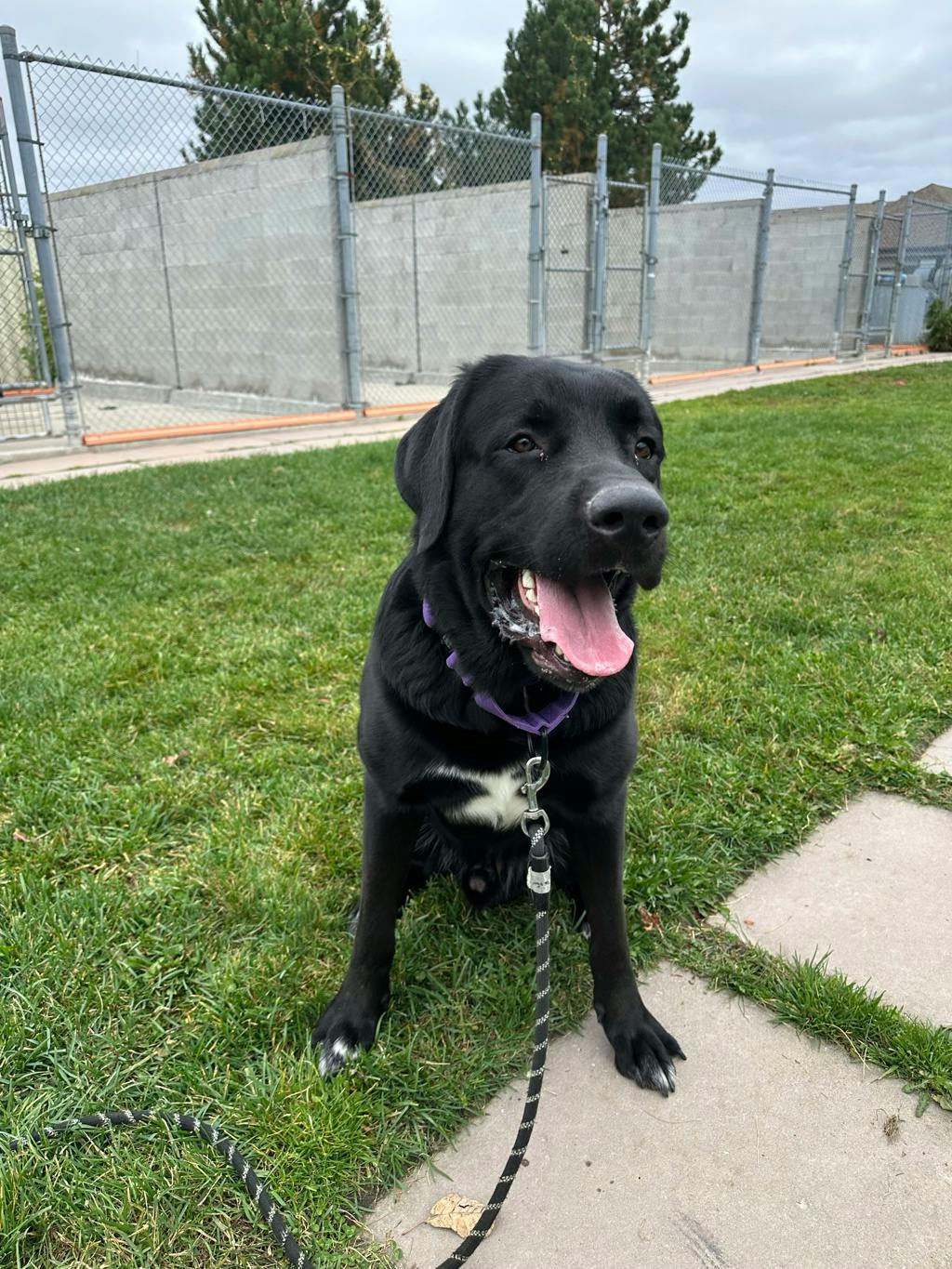 Draco, a 2 years old Black Male Great Pyrenees Dog