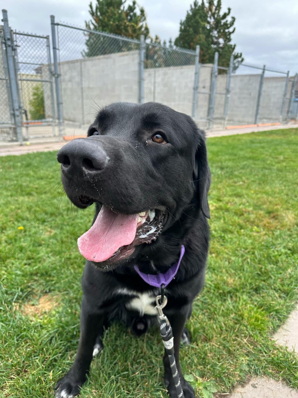 Draco, a 2 years old Black Male Great Pyrenees Dog