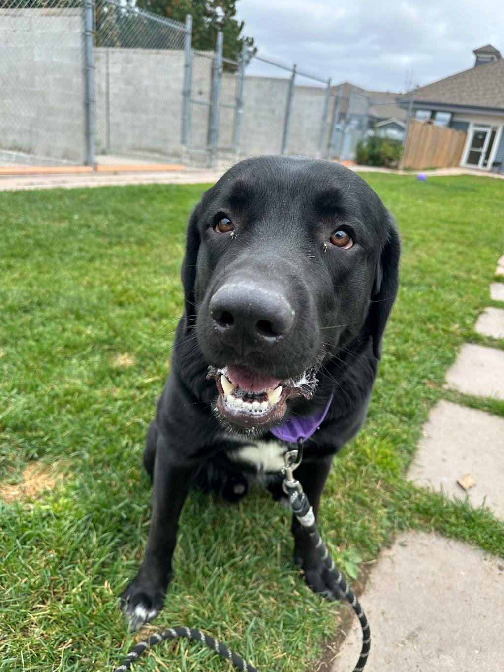 Draco, a 2 years old Black Male Great Pyrenees Dog