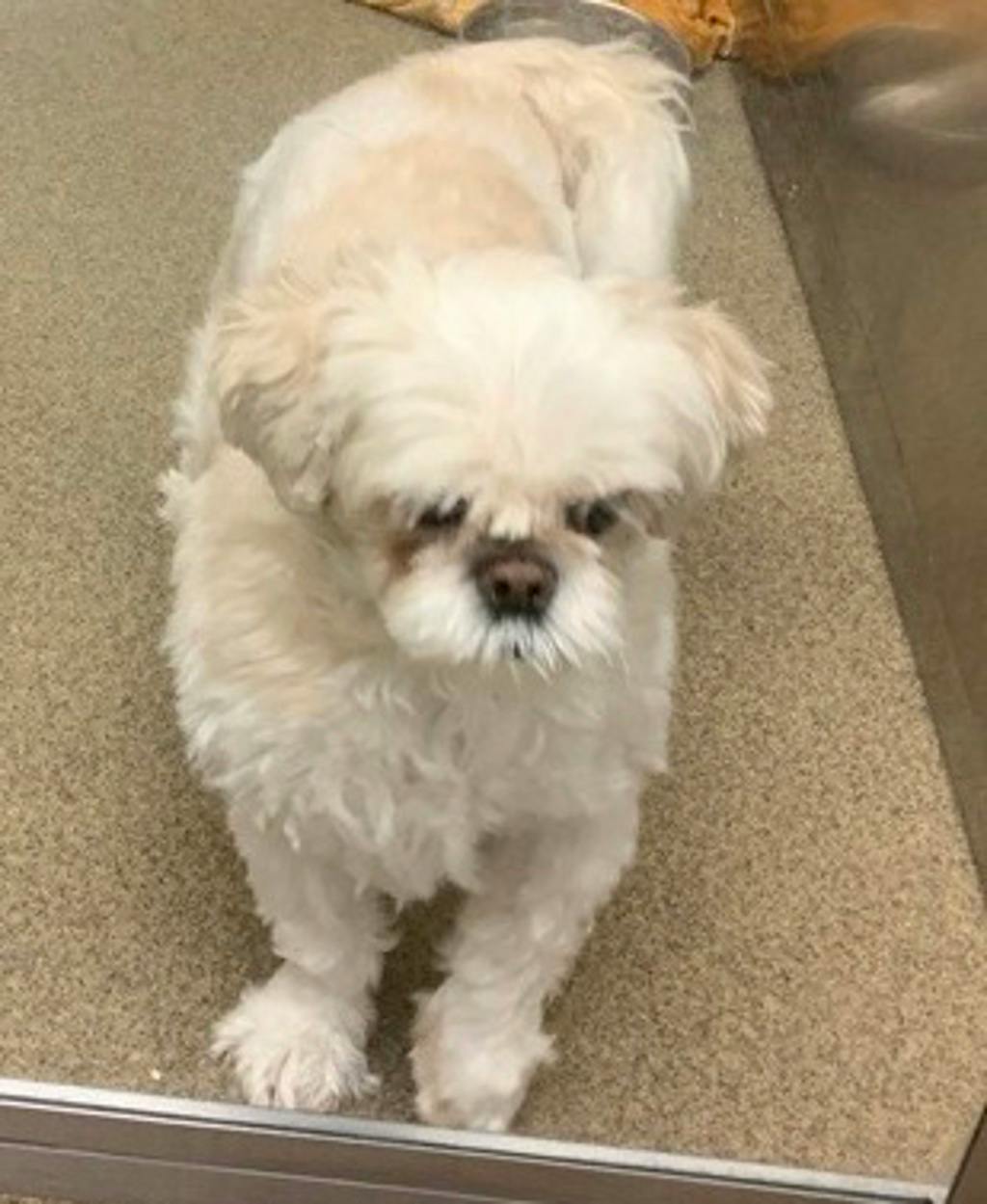 Yogi, a 10 years old White Male Shih Tzu Dog