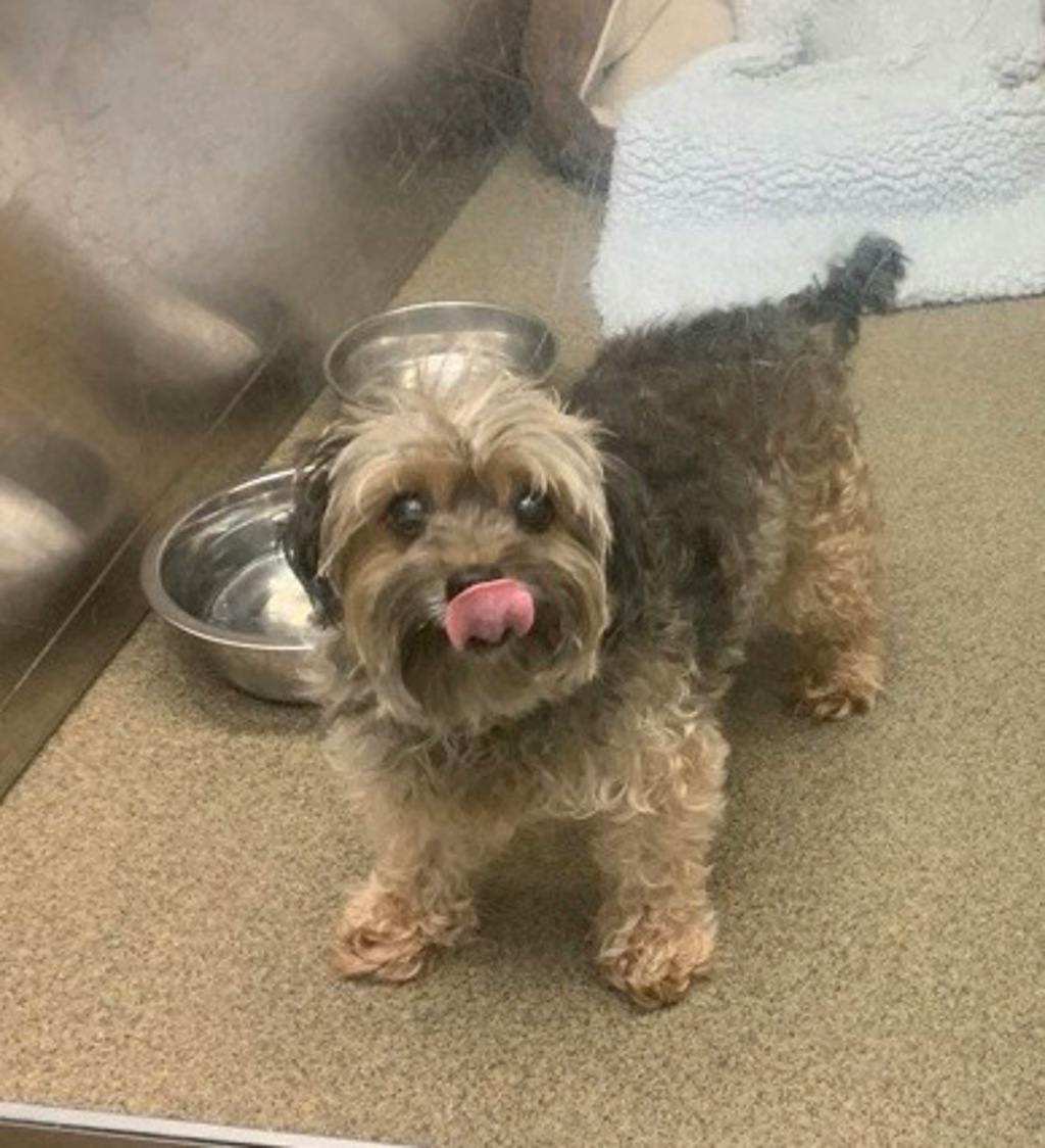 Murphy, a 12 years old Black Male Yorkshire Terrier Dog