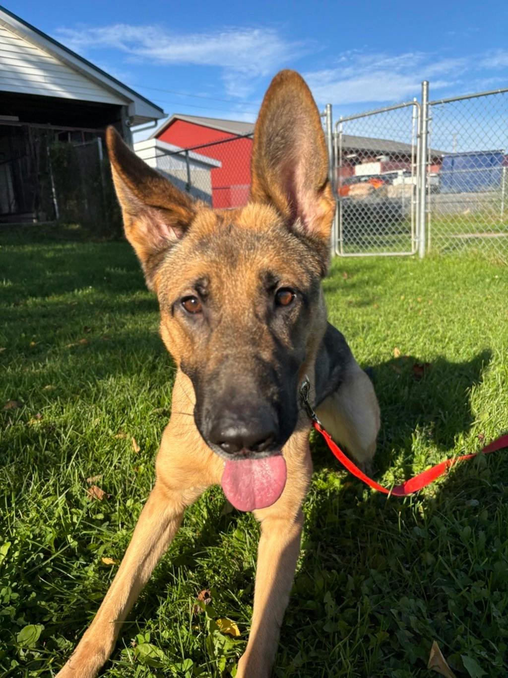 Willow, a 1 year and 6 months old Sable Female German Shepherd Dog