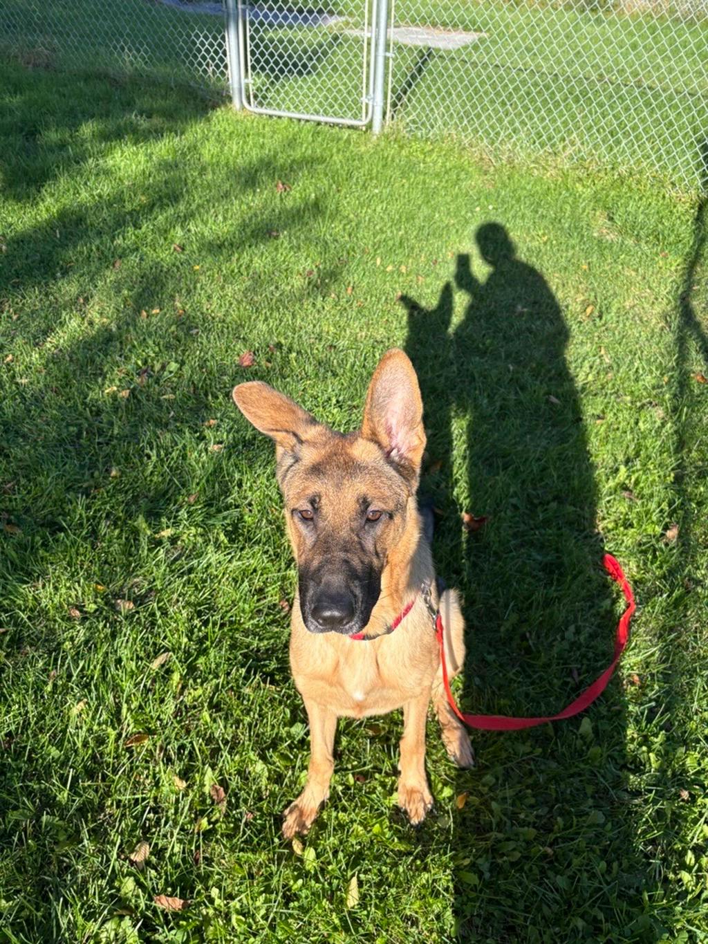 Willow, a 1 year and 6 months old Sable Female German Shepherd Dog
