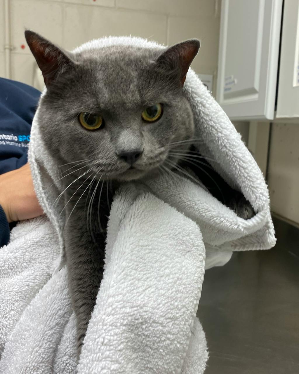 Hunter, a 6 years old Grey Male Domestic Short Hair Cat