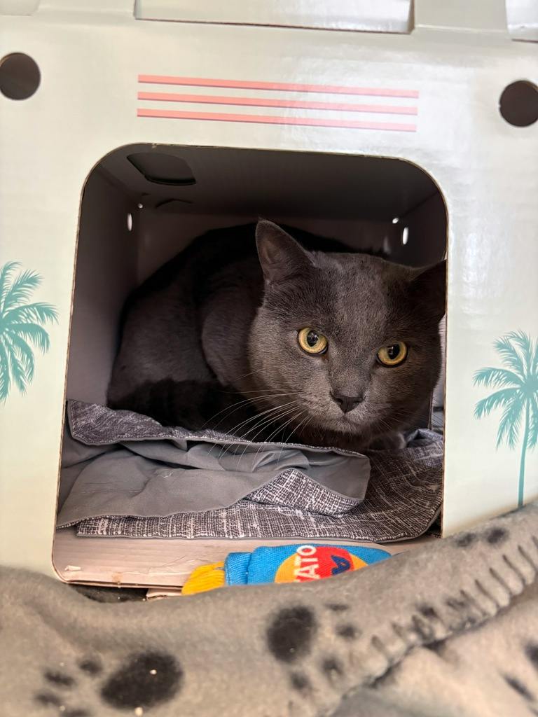 Hunter, a 6 years old Grey Male Domestic Short Hair Cat