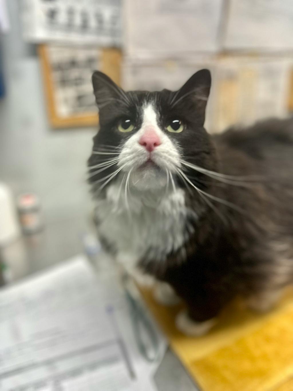 Cher (PetSmart Cornwall), a 4 years old Black Female Domestic Longhair Cat