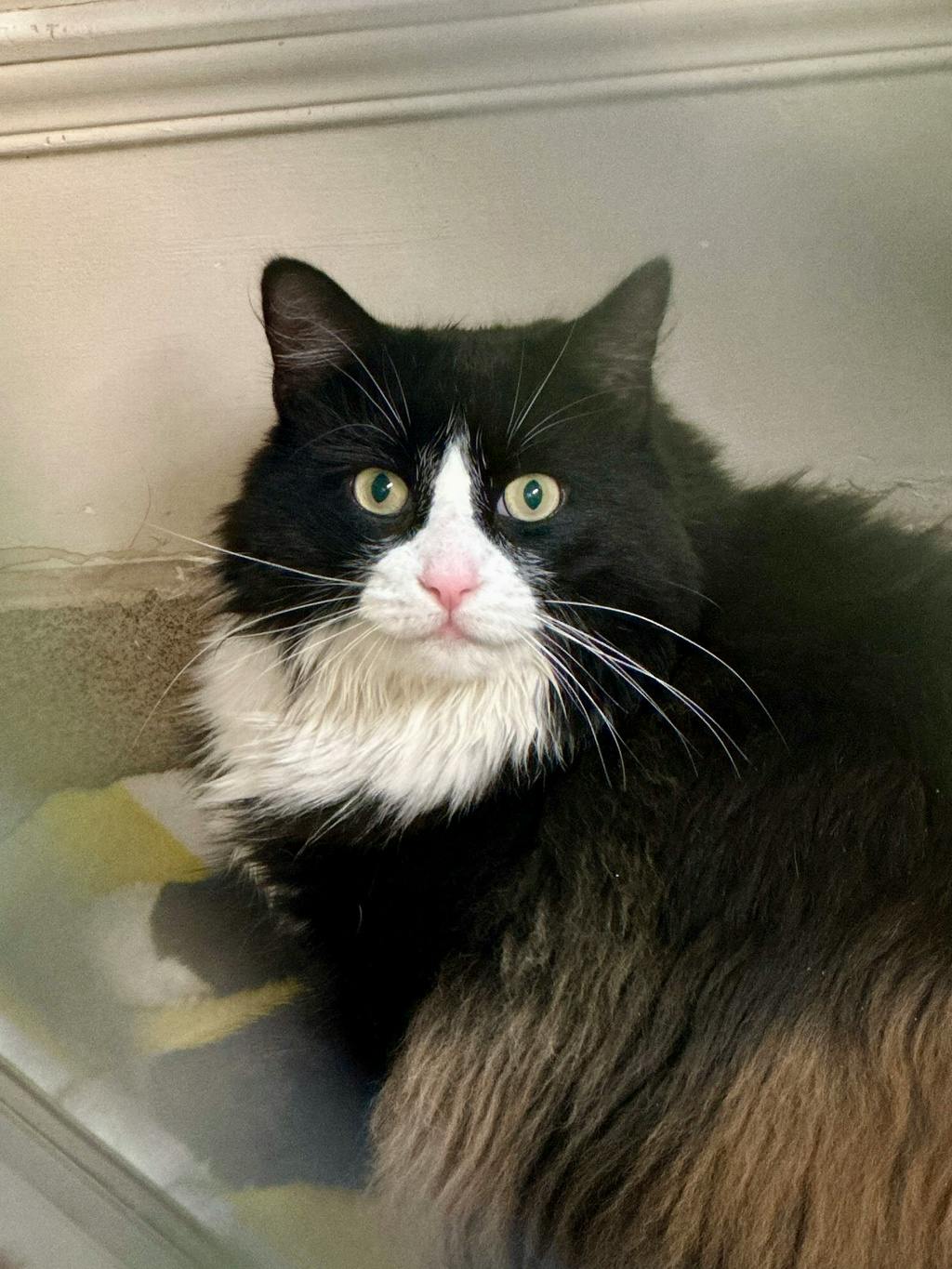 Cher (PetSmart Cornwall), a 4 years old Black Female Domestic Longhair Cat