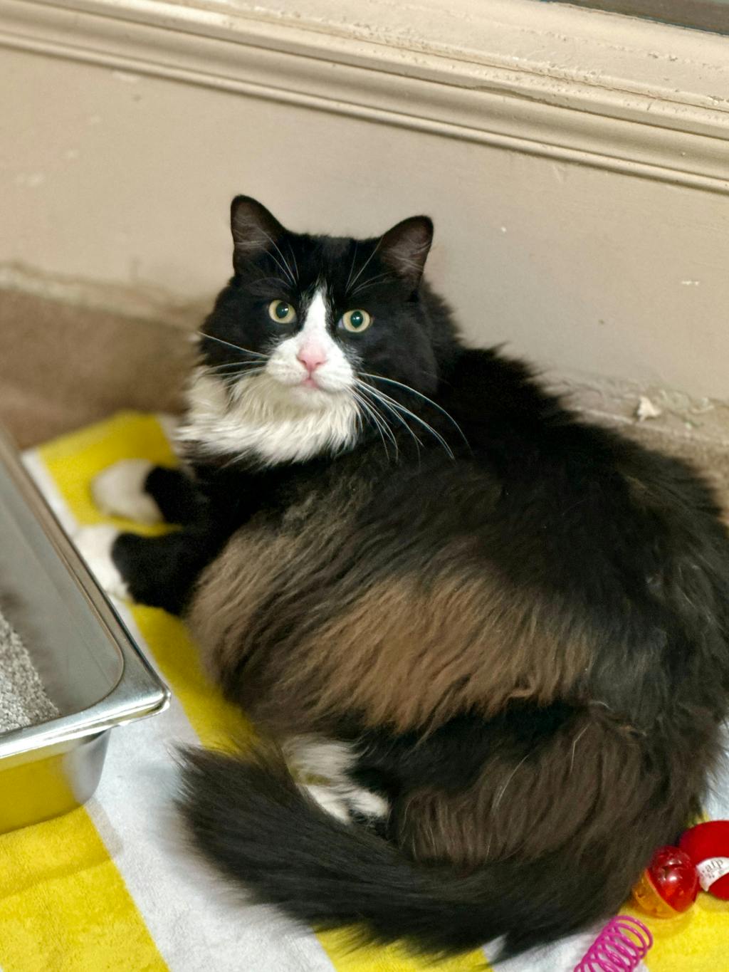 Cher (PetSmart Cornwall), a 4 years old Black Female Domestic Longhair Cat