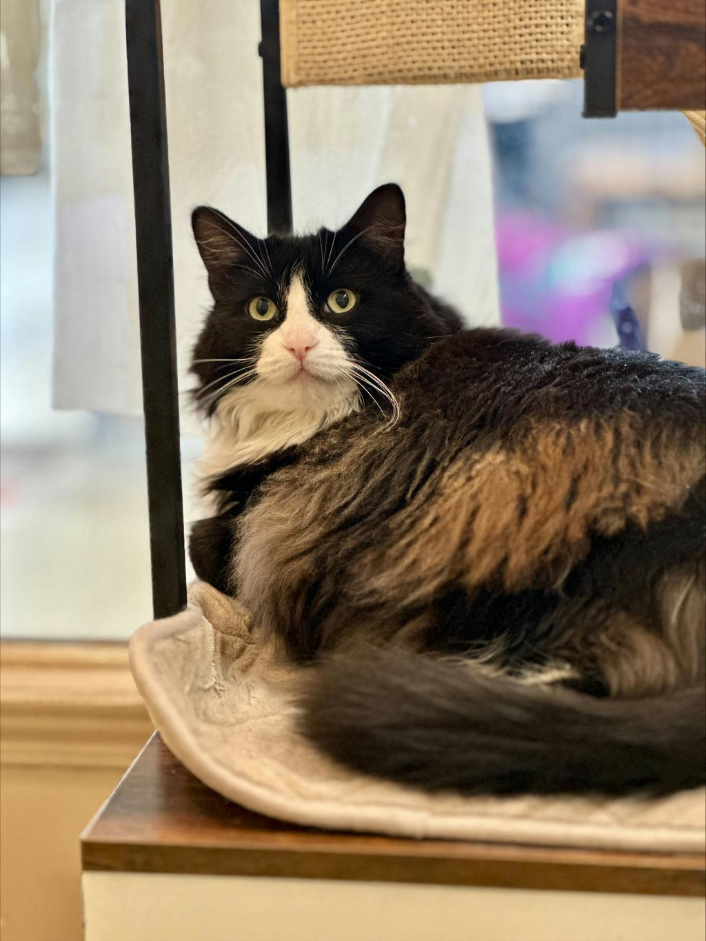 Cher (PetSmart Cornwall), a 4 years old Black Female Domestic Longhair Cat