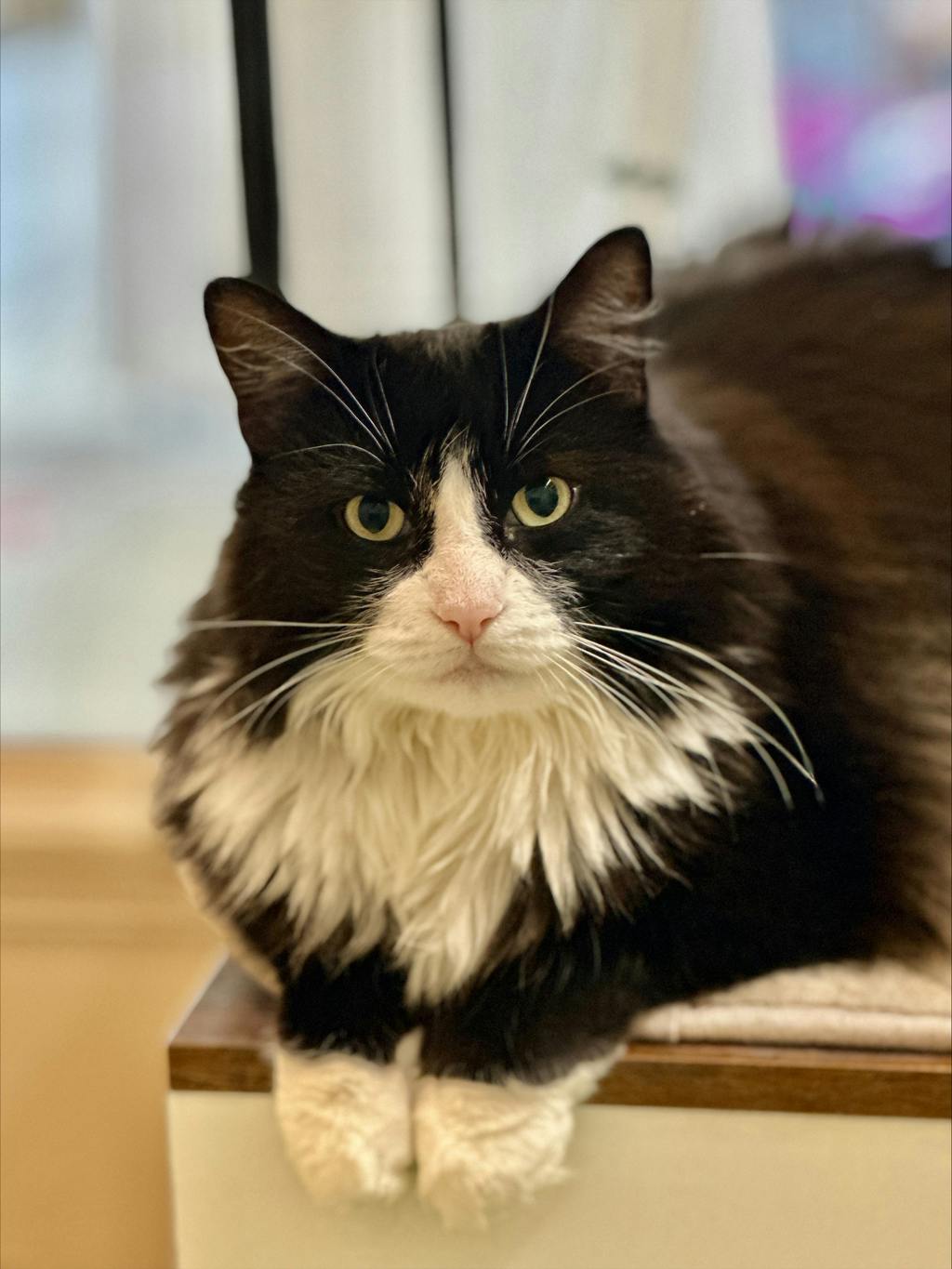 Cher (PetSmart Cornwall), a 4 years old Black Female Domestic Longhair Cat