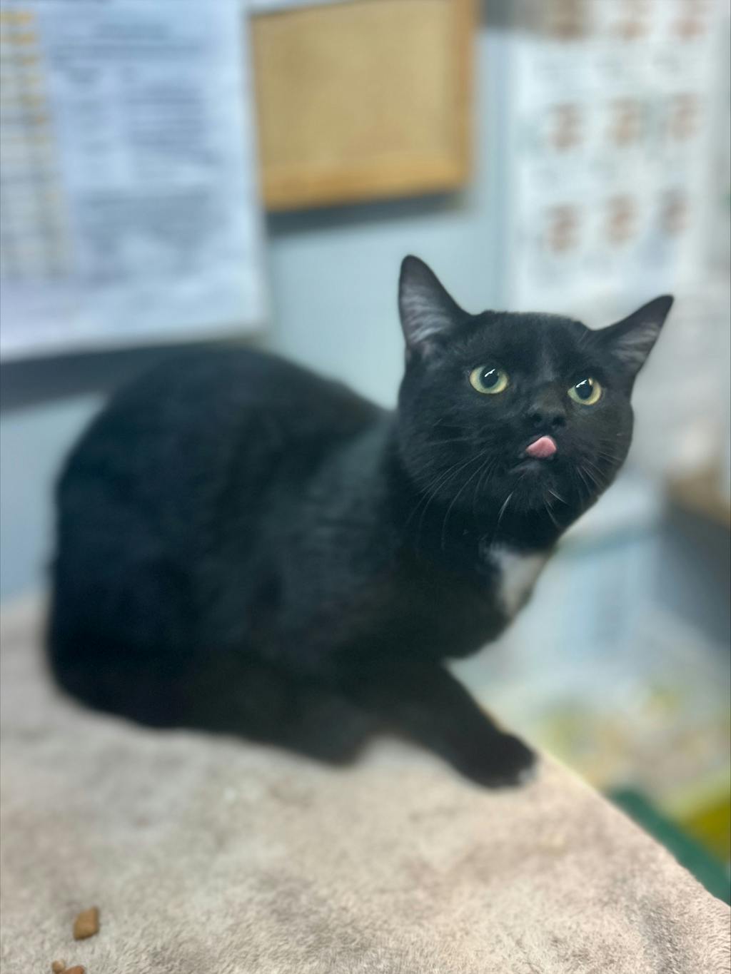 Butternut, a 6 months old Black Male Domestic Short Hair Cat
