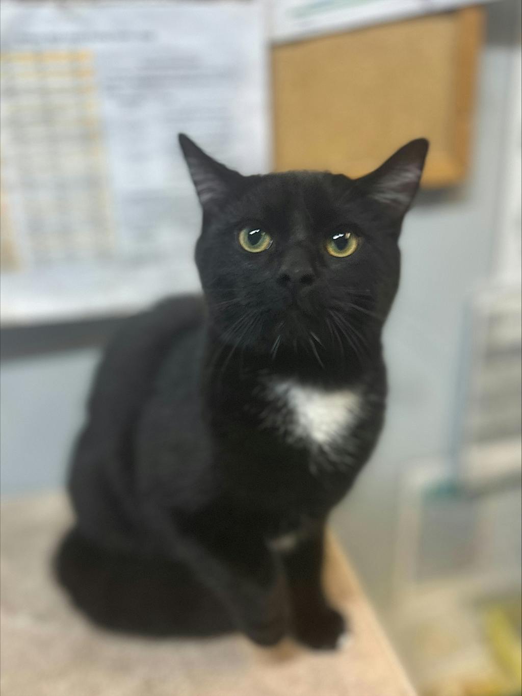 Butternut, a 6 months old Black Male Domestic Short Hair Cat
